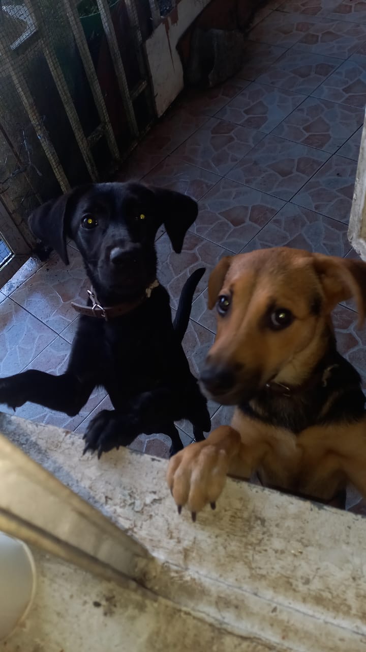 Animaux à adopter Maurice